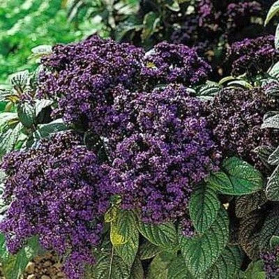 Green Blue Heliotrope Marines Fragrant Wonderfully Exotic Dark Leaves