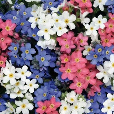 get Me Nots Mixed Colors Perennial Early Blooms Pollinators Non Gmo