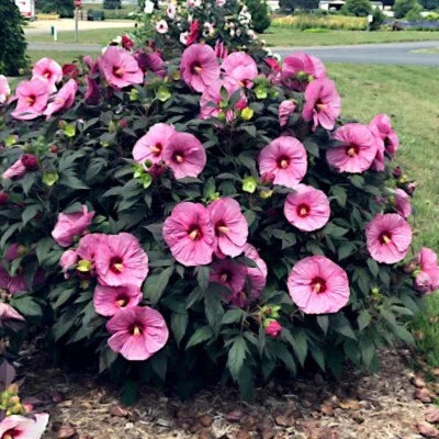 Pink Swamp Mallow Rose