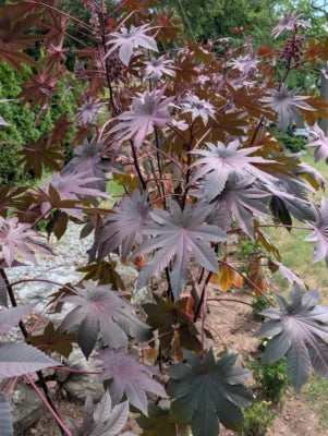 Purple Wonder Tree Pods Exotic