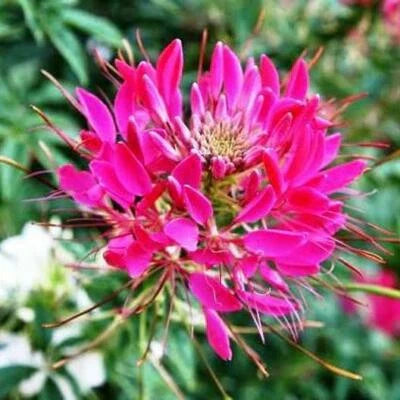 Cleome Cherry Queen Spider Plant Attracts Butterflies Bees Non Gmo