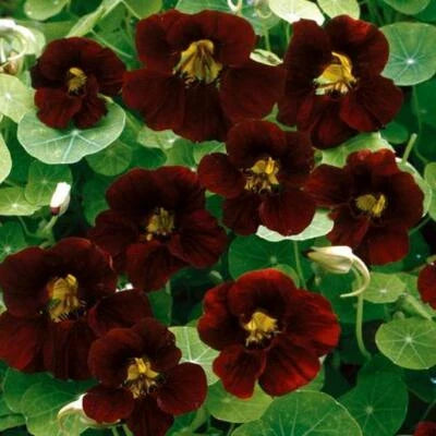 Black Nasturtium Velvet