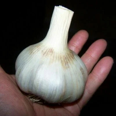 German Giant Garlic
