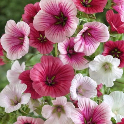 Malope Trifida