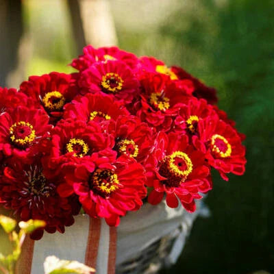 Red Zinnia Meteor Burgundy Flowers Pollinators Butterflies Non Gmo
