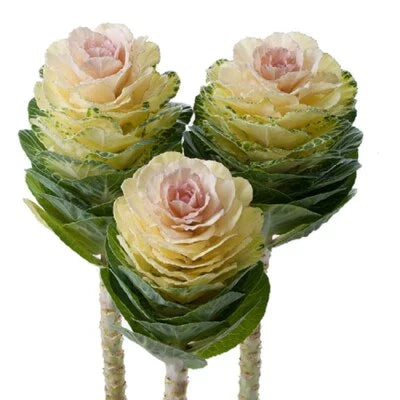 Flowering Kale
