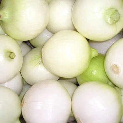 White Yellow Pearl Wax Pearl Onion Small Sweet Greens Garden Vegetable