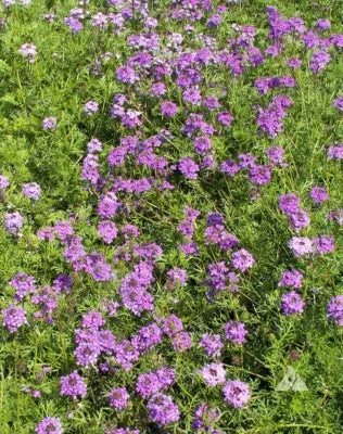 Purple Verbena Moss Perennial Flowers Butterflies Usa Non Gmo