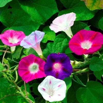 Morning Glory Mixed Flower