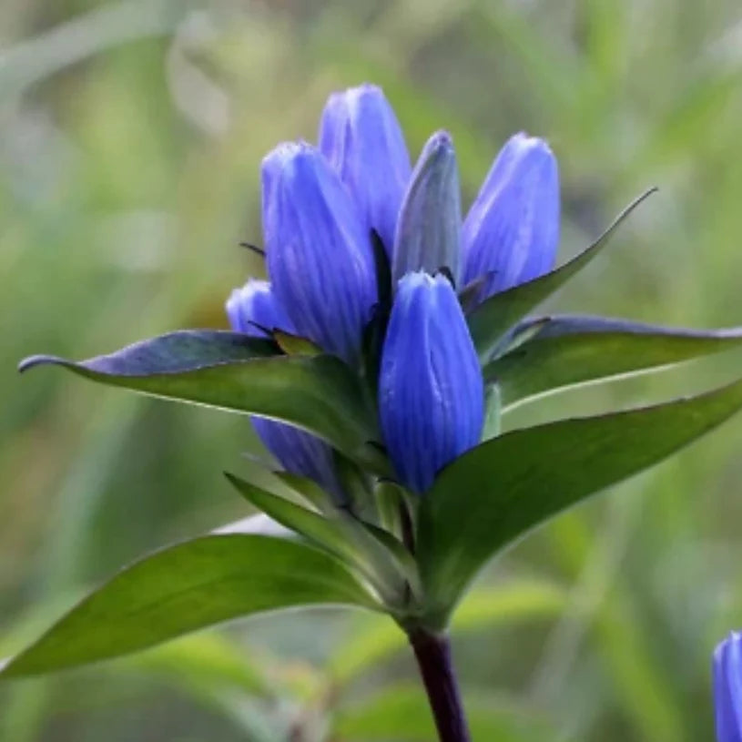 Bottle Gentian Planting Gentiana