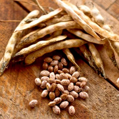 Pinto Bean Non Gmo