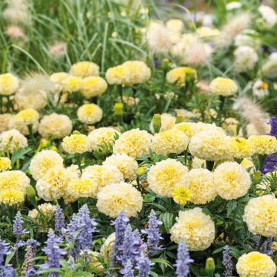 African Marigold Moonlight Double Blooms Beneficial Bees Non Gmo