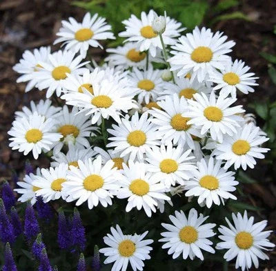 Alaska Shasta Daisy Chrysanthemum Maximum Perennial Garden