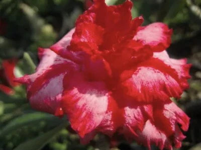 Pink Berrypink Desert Rose