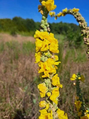 Mullein