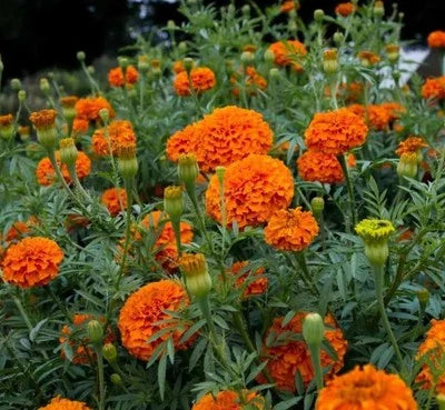Orange Crackerjack Marigold Harvest Fresh Organic
