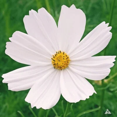 Purity Cosmos Non Gmo