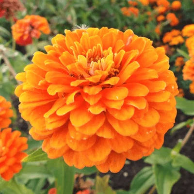 Orange Orange King Zinnia