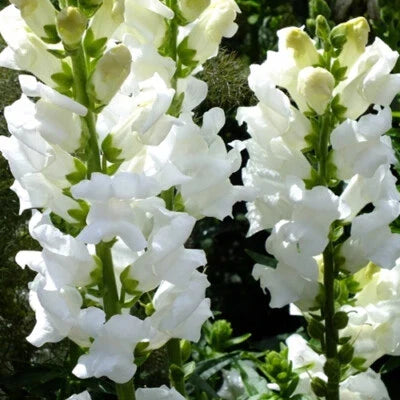 Snowflake Snapdragon