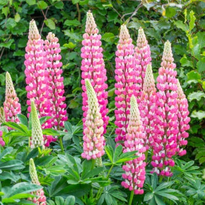 Chatelaine Lupine