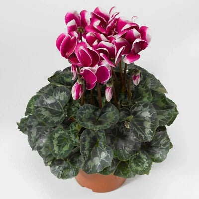 Purple Cyclamen