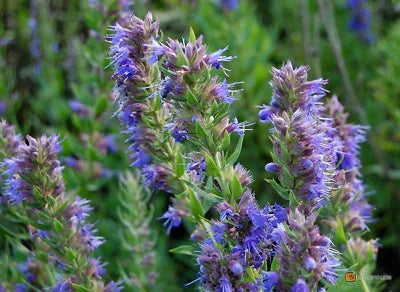 Blue Violet Hyssop