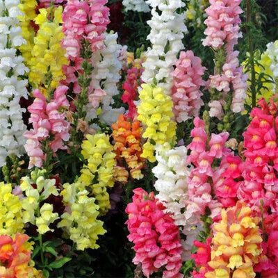 Magic Carpet Mix Snapdragon
