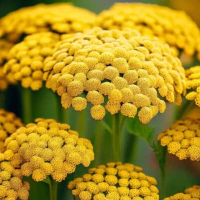 Gold Yarrow