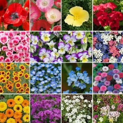 Wildflower Mix Shorty Low Grow Short Flowers