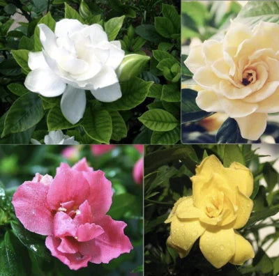 Exotic Rare Gardenia Garden Flower Beds Plant Bush Usa Seller Usps