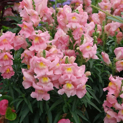 Appleblossom Snapdragon