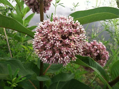 Common Milkweed