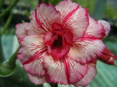 Pink White Laithai Desert Rose