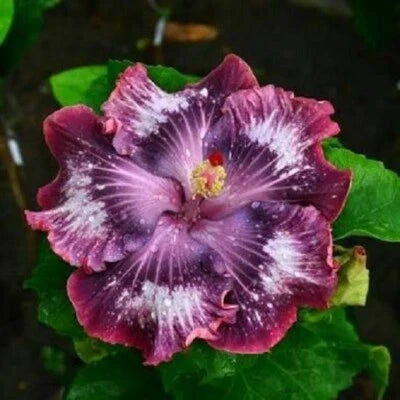 Silver Pink Purple Hibiscus