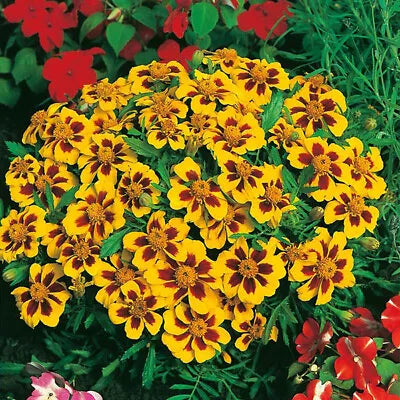 Dainty Marietta Dwarf Marigold