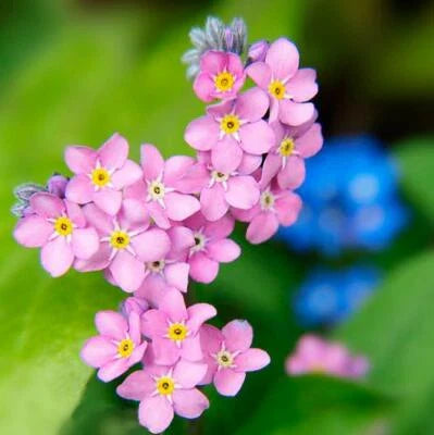get Me Nots Rose Perennial Flowers Ground Cover Border Non Gmo