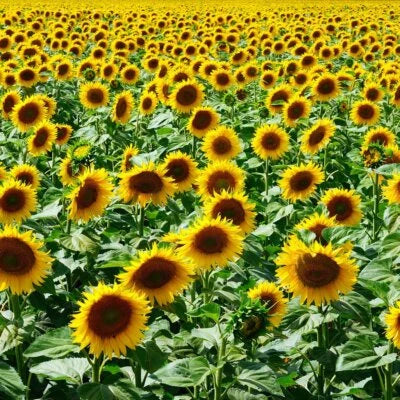 Mammoth Grey Stripe Sunflower