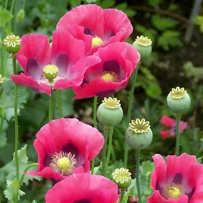 Pink Purple P Somniferum Giant Poppy