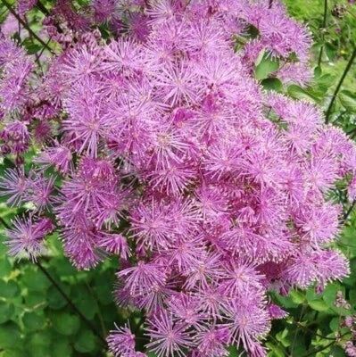 Meadow Shade Rue Perennial Graceful Airy Flowers Olumbines Like Foliage
