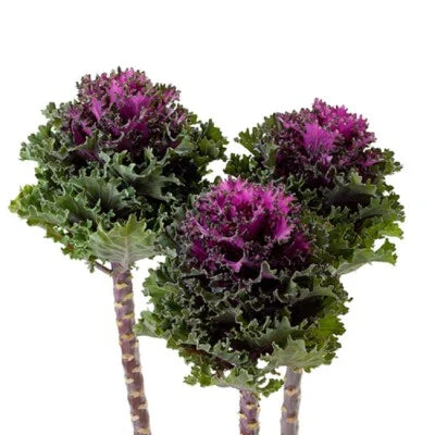 Flowering Kale