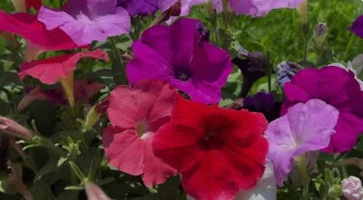 Dwarf Petunia
