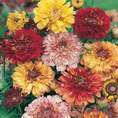 Painted Daisy Dunetti Mix