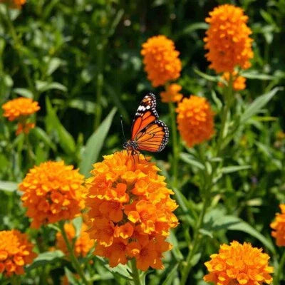 Orange Milkweed Perennial Tuberosa Monarch Butterfly Non Gmo