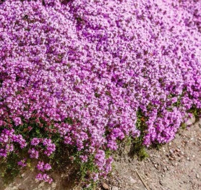 Purple Creeping Thyme
