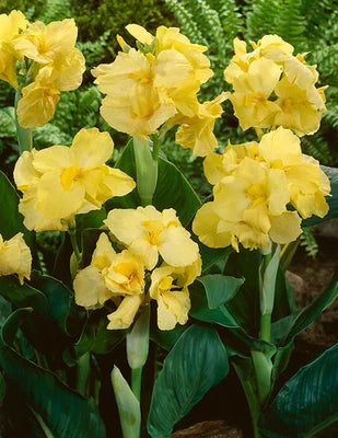 Canna Lily Starters Futurity Canna Arizona Grown From