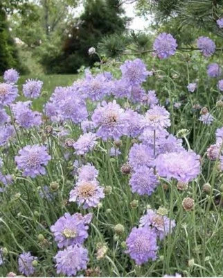Violet Pincushion Scabiosa Nj Usa See My Store More