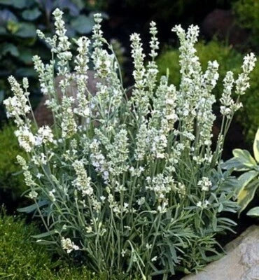 Lavender White Lavandulas Ellagance Fragrant Iced Flowers Herbs Family