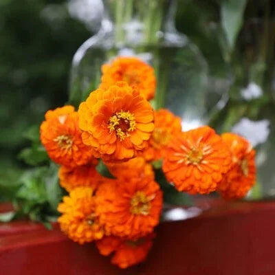 Orange Zinnia