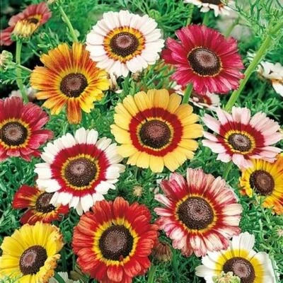 Painted Daisy Mixed Colors Pollinators Butterflies Perennial Non Gmo