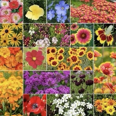 Dry Area Wildflower Mix Annualperennial Mix Attracts Pollinators